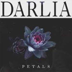 Darlia – Petals